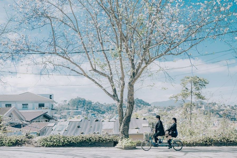 ĐÀ LẠT VÀ NHỮNG MÙA HOA