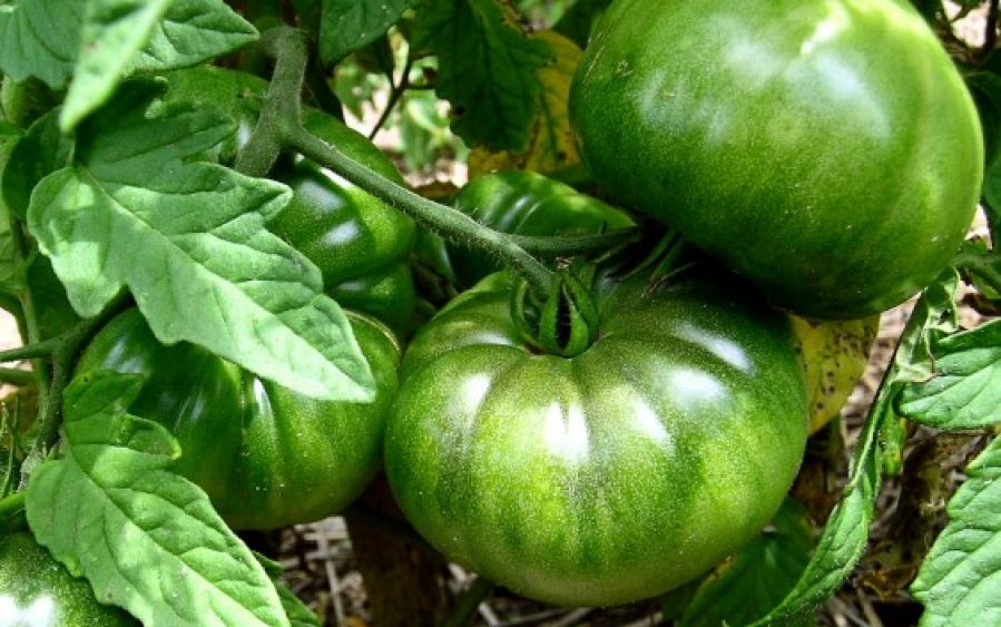 Mầm bệnh từ những thực phẩm chay kh&ocirc;ng được bảo quản, chế biến đ&uacute;ng c&aacute;ch