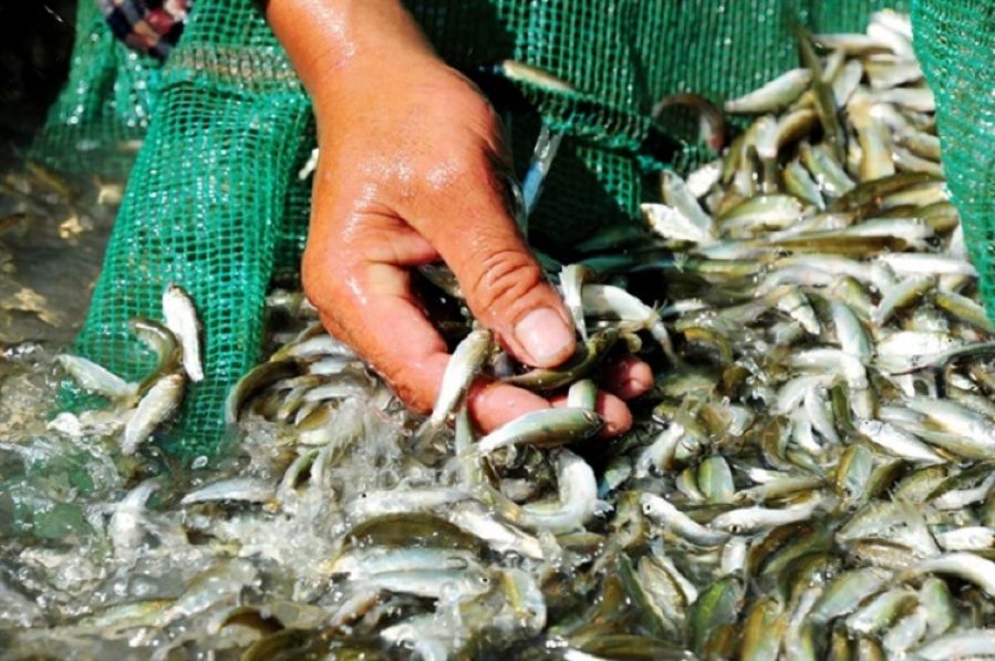 Canh chua c&aacute; linh b&ocirc;ng đi&ecirc;n điển đặc sản m&ugrave;a nước nổi miền T&acirc;y Nam Bộ